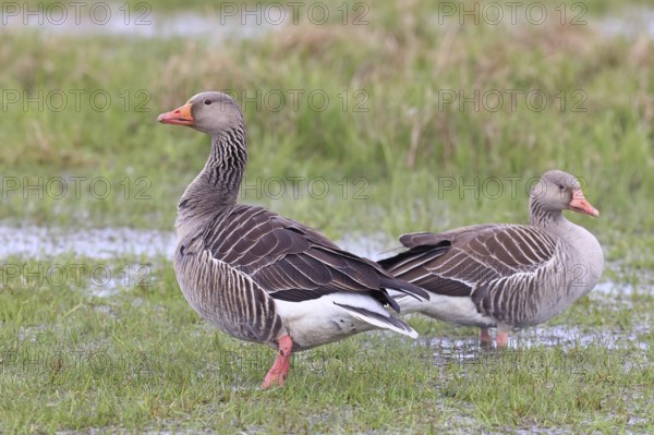 Grey goose (Anser anser) pair on a moor, DÃ¼mmer, Lake DÃ¼mmer, Ochsenmoor, HÃ¼de, Lower Saxony, Germany
