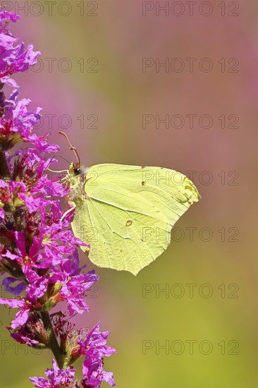 Lemon butterfly (Gonepteryx rhamni) feeding on a flower of purple loosestrife (Lythrum salicaria), Wilnsdorf, North Rhine-Westphalia, Germany