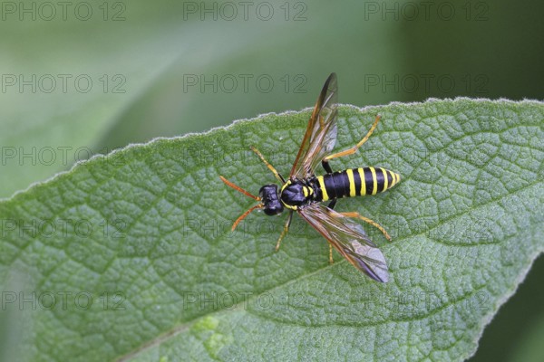 House field wasp (Polistes dominula), on a leaf of dark mullein (Verbascum nigrum), Wilnsdorf, North Rhine-Westphalia, Germany