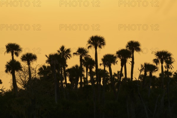 Palm trees as silhouettes against an orange sky at sunset, tropical atmosphere, spring, Orlando Wetlands, Christmas, Florida, USA