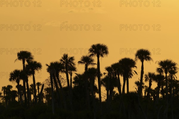Silhouettes of palm trees against orange sky at sunset, calming tropical scenery, spring, Orlando Wetlands, Christmas, Florida, USA