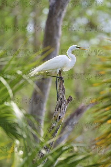 A Great White Heron on a branch in a green forest-like environment, Great Egret (Egretta alba), spring, Orlando Wetlands, Christmas, Florida, USA
