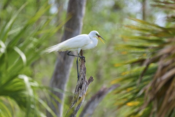 A white egret sits on a branch in the middle of green nature, surrounded by trees, Great Egret (Egretta alba), spring, Orlando Wetlands, Christmas, Florida, USA