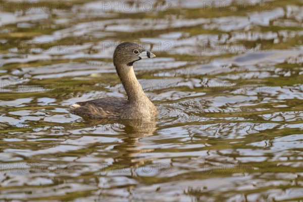 A bird in the middle of the water, accompanied by a natural environment, Little Grebe (Podilymbus podiceps), spring, Orlando Wetlands, Christmas, Florida, USA
