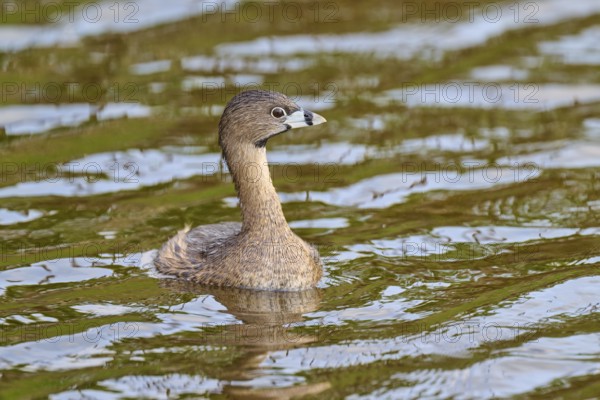 Bird with brown plumage swimming peacefully on the water, Grebe (Podilymbus podiceps), spring, Orlando Wetlands, Christmas, Florida, USA