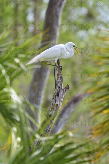 A white egret sitting on a branch in green surroundings, surrounded by trees, Great Egret (Egretta alba), spring, Orlando Wetlands, Christmas, Florida, USA