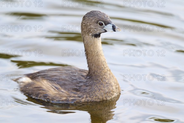 A brown bird swimming on calm water in a natural environment, Little Grebe (Podilymbus podiceps), spring, Orlando Wetlands, Christmas, Florida, USA