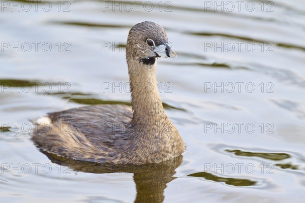 Brown bird in natural posture on calm water surface, Little Grebe (Podilymbus podiceps), spring, Orlando Wetlands, Christmas, Florida, USA