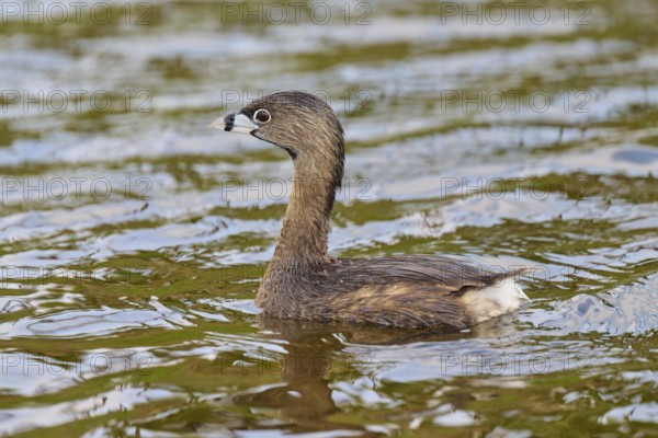 Small bird in brown plumage swimming over the water, Little Grebe (Podilymbus podiceps), spring, Orlando Wetlands, Christmas, Florida, USA