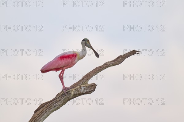 A spoonbill stands on a branch and looks attentively, background of bright sky, roseate spoonbill (Ajaja ajaja), spring, Orlando Wetlands, Christmas, Florida, USA