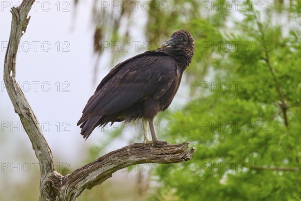 Close-up of a vulture on a bent branch, surrounded by green foliage, Turkey Vulture (Cathartes aura), spring, Orlando Wetlands, Christmas, Florida, USA