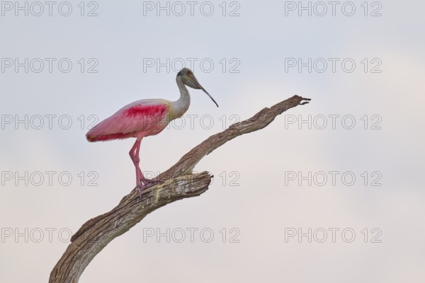 A spoonbill sits peacefully on a bare branch against a bright sky, Roseate spoonbill (Ajaja ajaja), spring, Orlando Wetlands, Christmas, Florida, USA