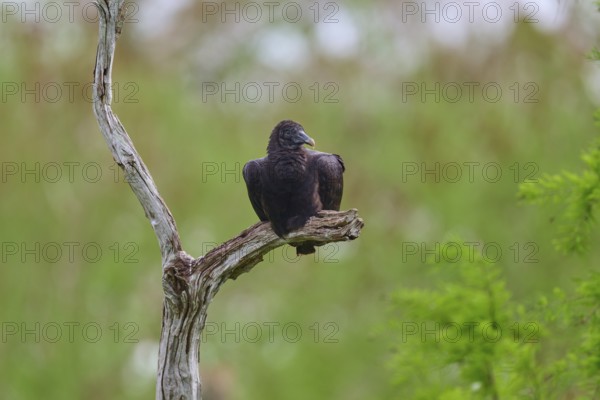 Another vulture on a branch, similar to the previous image, against a green background, Turkey Vulture (Cathartes aura), spring, Orlando Wetlands, Christmas, Florida, USA