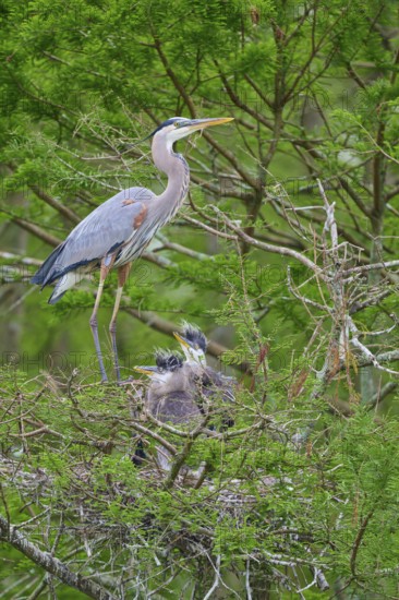 A heron in the nest, accompanied by two young birds, on a branch in the cypress forest, Canada Heron (Ardea herodias), spring, Orlando Wetlands, Christmas, Florida, USA