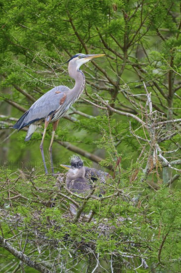 Heron on a tree with two young birds in the nest, surrounded by green cypress forest, Canada Heron (Ardea herodias), spring, Orlando Wetlands, Christmas, Florida, USA