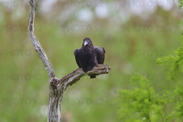 A vulture sits lonely on a bare branch in front of a green, blurred background, Turkey Vulture (Cathartes aura), Spring, Orlando Wetlands, Christmas, Florida, USA