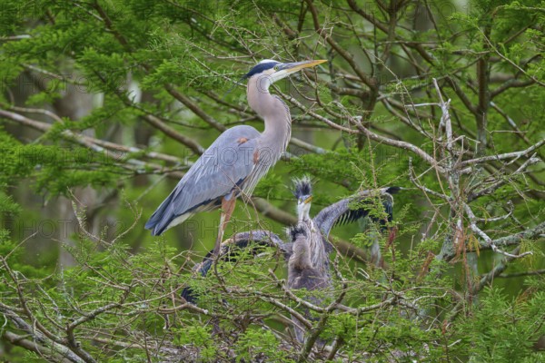 The heron stands in the nest next to its young, protected by dense cypress forest, Canada Heron (Ardea herodias), spring, Orlando Wetlands, Christmas, Florida, USA