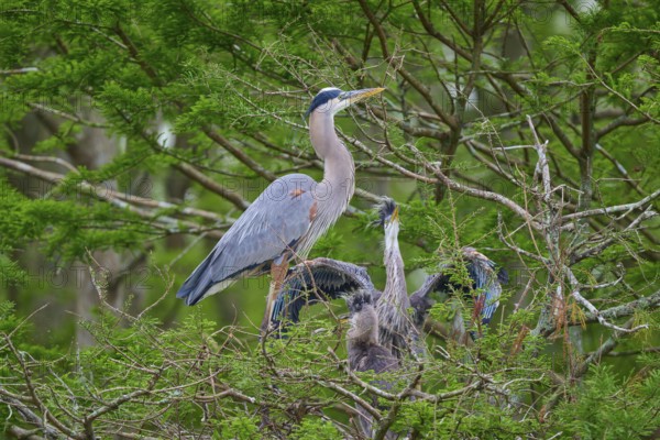 A heron stands with spread wings next to fledglings in the nest in the cypress forest, Canada Heron (Ardea herodias), spring, Orlando Wetlands, Christmas, Florida, USA