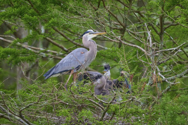 Heron with young birds in the nest on a tree, surrounded by cypress forest, Canadian Heron (Ardea herodias), spring, Orlando Wetlands, Christmas, Florida, USA