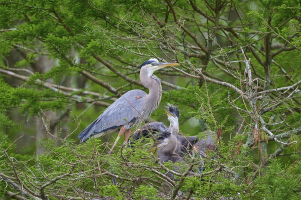 A heron and fledglings in the nest, surrounded by cypress forest and green branches, Canada Heron (Ardea herodias), spring, Orlando Wetlands, Christmas, Florida, USA