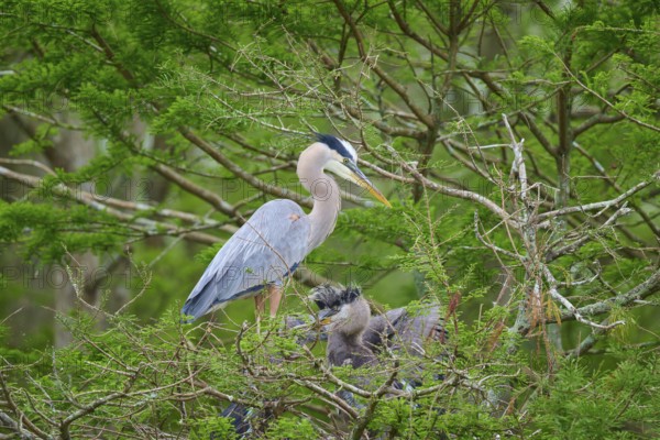 A heron stands in a nest with young on branches, surrounded by dense green vegetation in the cypress forest, Canada Heron (Ardea herodias), spring, Orlando Wetlands, Christmas, Florida, USA
