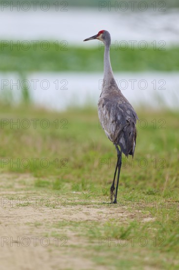 A lone crane stands on a path with water in the background, Canada cranes or Florida cranes (Grus canadensis pratensis), spring, Orlando Wetlands, Christmas, Florida, USA