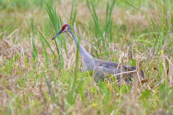 A crane stands in the green grass, surrounded by reeds, tranquillity in nature, Canada cranes or Florida cranes (Grus canadensis pratensis), spring, Orlando Wetlands, Christmas, Florida, USA