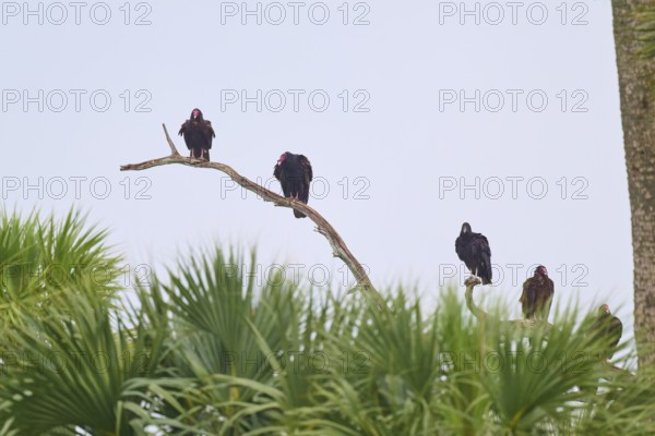 Some vultures sitting on a branch high above green palm trees in front of a bright sky, Turkey Vulture (Cathartes aura), spring, Orlando Wetlands, Christmas, Florida, USA