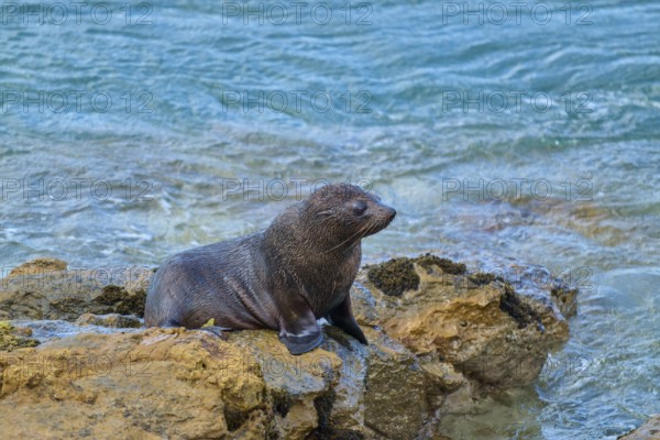 A seal sits serenely on rocks by the ocean, the calm blue water framing the scene, New Zealand fur seal (Arctocephalus forsteri), Shag Point Lookout, Shag Point, Palmerston, Otago, South Island, New Zealand