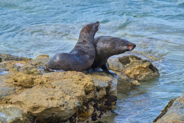Two seals cuddling together on rocks close to the water of the sea, New Zealand fur seal (Arctocephalus forsteri), Shag Point Lookout, Shag Point, Palmerston, Otago, South Island, New Zealand