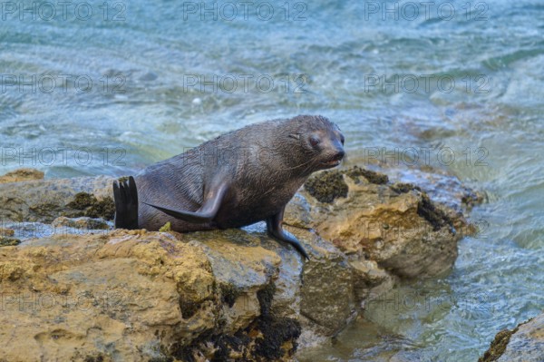 A seal rests on rocks at the edge of the ocean with gentle waves in the background, New Zealand fur seal (Arctocephalus forsteri), Shag Point Lookout, Shag Point, Palmerston, Otago, South Island, New Zealand