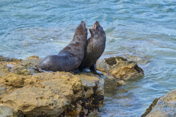 Two seals interacting on rocks by the sea, surrounded by moving water, New Zealand fur seal (Arctocephalus forsteri), Shag Point Lookout, Shag Point, Palmerston, Otago, South Island, New Zealand