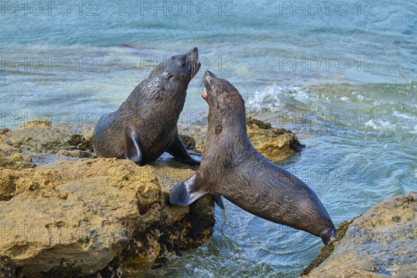 Two seals on rocks in the sea, communicative behaviour in the clear blue water, New Zealand fur seal (Arctocephalus forsteri), Shag Point Lookout, Shag Point, Palmerston, Otago, South Island, New Zealand