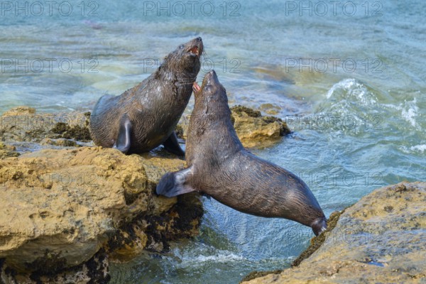 Two seals on rocks at the ocean's edge, playful interaction in the blue water, New Zealand fur seal (Arctocephalus forsteri), Shag Point Lookout, Shag Point, Palmerston, Otago, South Island, New Zealand
