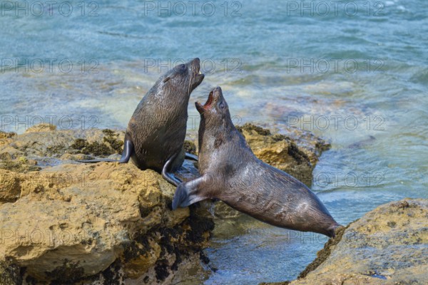 Two seals in intense play on the rocks near the sea, New Zealand fur seal (Arctocephalus forsteri), Shag Point Lookout, Shag Point, Palmerston, Otago, South Island, New Zealand