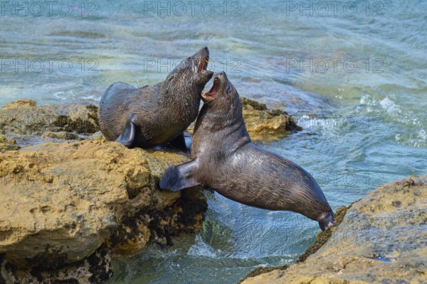 Lively interaction of two seals on rocks near water, New Zealand fur seal (Arctocephalus forsteri), Shag Point Lookout, Shag Point, Palmerston, Otago, South Island, New Zealand