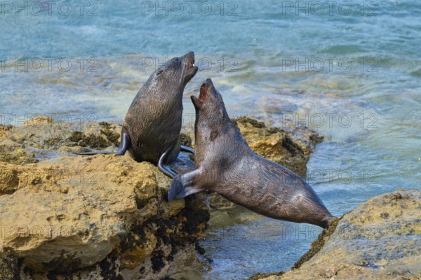 New Zealand fur seal (Arctocephalus forsteri), Shag Point Lookout, Shag Point, Palmerston, Otago, South Island, New Zealand