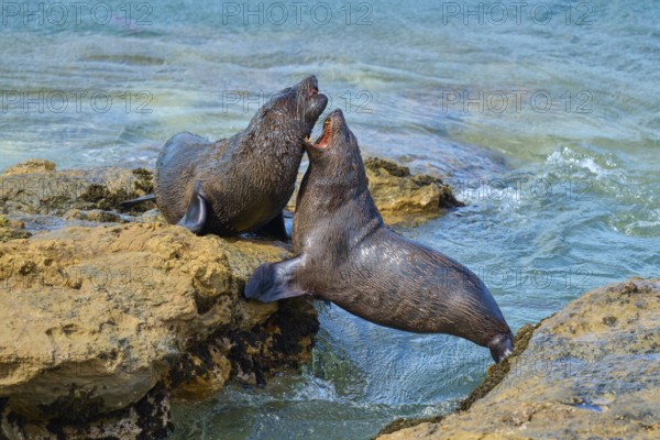 Two seals are in lively exchange near the seashore, New Zealand fur seal (Arctocephalus forsteri), Shag Point Lookout, Shag Point, Palmerston, Otago, South Island, New Zealand