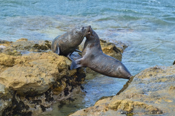 Two seals energetically playing on the rocks near the sea, New Zealand fur seal (Arctocephalus forsteri), Shag Point Lookout, Shag Point, Palmerston, Otago, South Island, New Zealand
