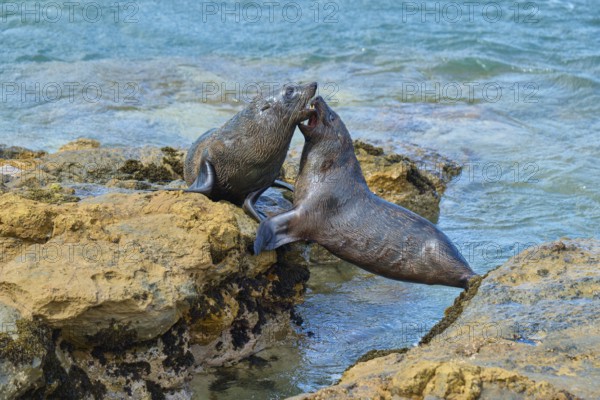 Active play of seals on rocky shoreline at water's edge, New Zealand fur seal (Arctocephalus forsteri), Shag Point Lookout, Shag Point, Palmerston, Otago, South Island, New Zealand