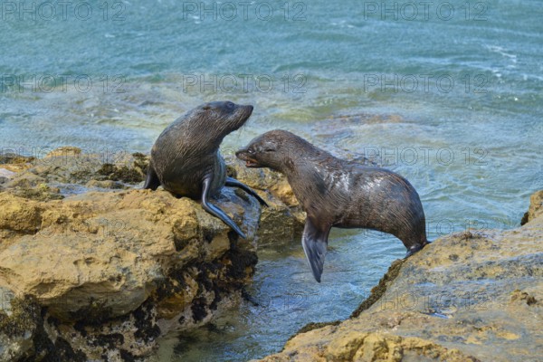 Two seals communicating lively on the rocks at the water's edge, New Zealand fur seal (Arctocephalus forsteri), Shag Point Lookout, Shag Point, Palmerston, Otago, South Island, New Zealand