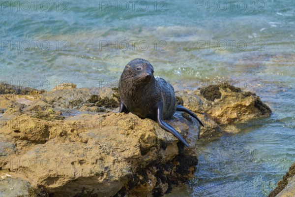 New Zealand fur seal (Arctocephalus forsteri) resting on a rock near the water, Shag Point Lookout, Shag Point, Palmerston, Otago, South Island, New Zealand