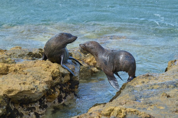 Two seals interacting on rocky shoreline by the sea, New Zealand fur seal (Arctocephalus forsteri), Shag Point Lookout, Shag Point, Palmerston, Otago, South Island, New Zealand