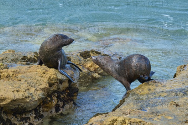 Two seals communicating on rocky shore by the sea, New Zealand fur seal (Arctocephalus forsteri), Shag Point Lookout, Shag Point, Palmerston, Otago, South Island, New Zealand