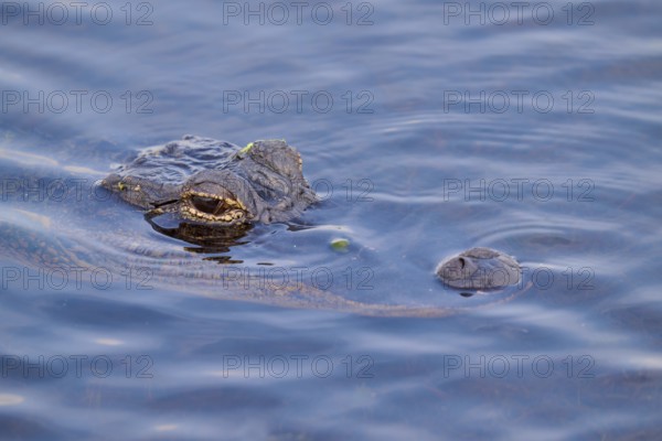An alligator in the blue river, partly above water, showing its camouflage, American alligator (Alligator mississippiensis), Orlando Wetlands, Christmas, Florida, USA