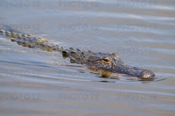 An alligator swims on the water surface with gentle blue waves, American alligator (Alligator mississippiensis), Orlando Wetlands, Christmas, Florida, USA