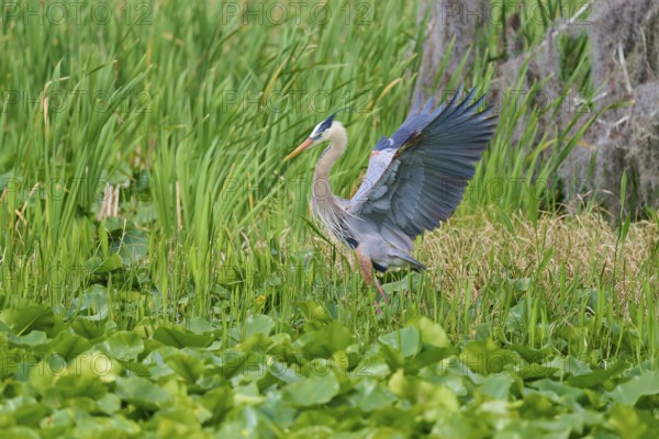 A heron with outstretched wings in a marshy area with lush vegetation, Canada Heron (Ardea herodias), spring, Orlando Wetlands, Christmas, Florida, USA