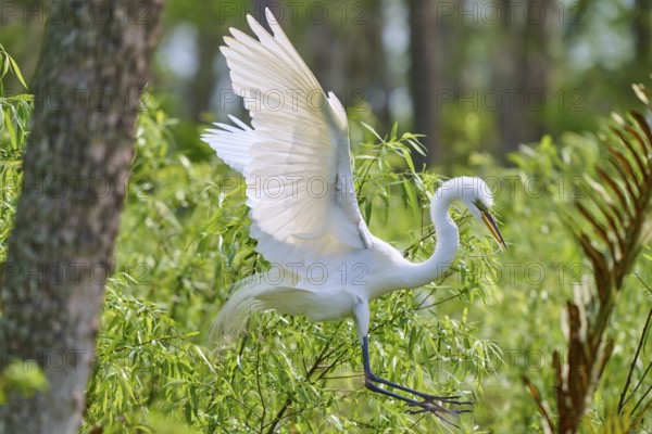 A white egret spreads its wings while flying in green surroundings, Great Egret (Egretta alba), spring, Orlando Wetlands, Christmas, Florida, USA