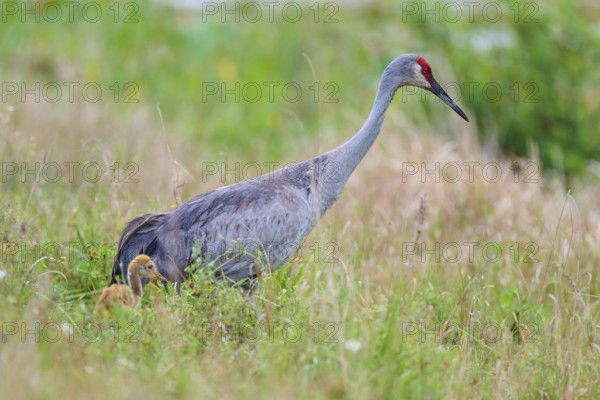 A crane with a chick in the tall grass, showing protection and closeness to nature, Canada cranes or Florida cranes (Grus canadensis pratensis), spring, Orlando Wetlands, Christmas, Florida, USA