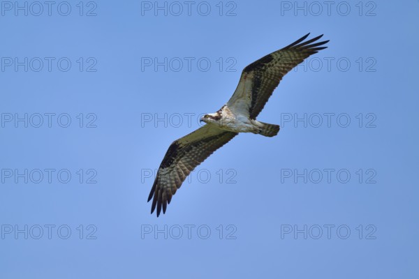 An osprey flies majestically in the blue sky, Osprey (Pandion haliaetus), Orlando Wetlands, Christmas, Florida, USA